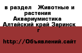  в раздел : Животные и растения » Аквариумистика . Алтайский край,Заринск г.